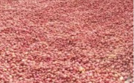 ঘোড়াঘাটে পানির দরে আলু  বিক্রি,পথে বসেছে আলু চাষীরা