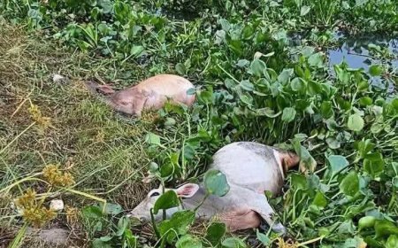 গজারিয়া জোয়ারের পানিতে ভেসে গেছে শতাধিক গরু