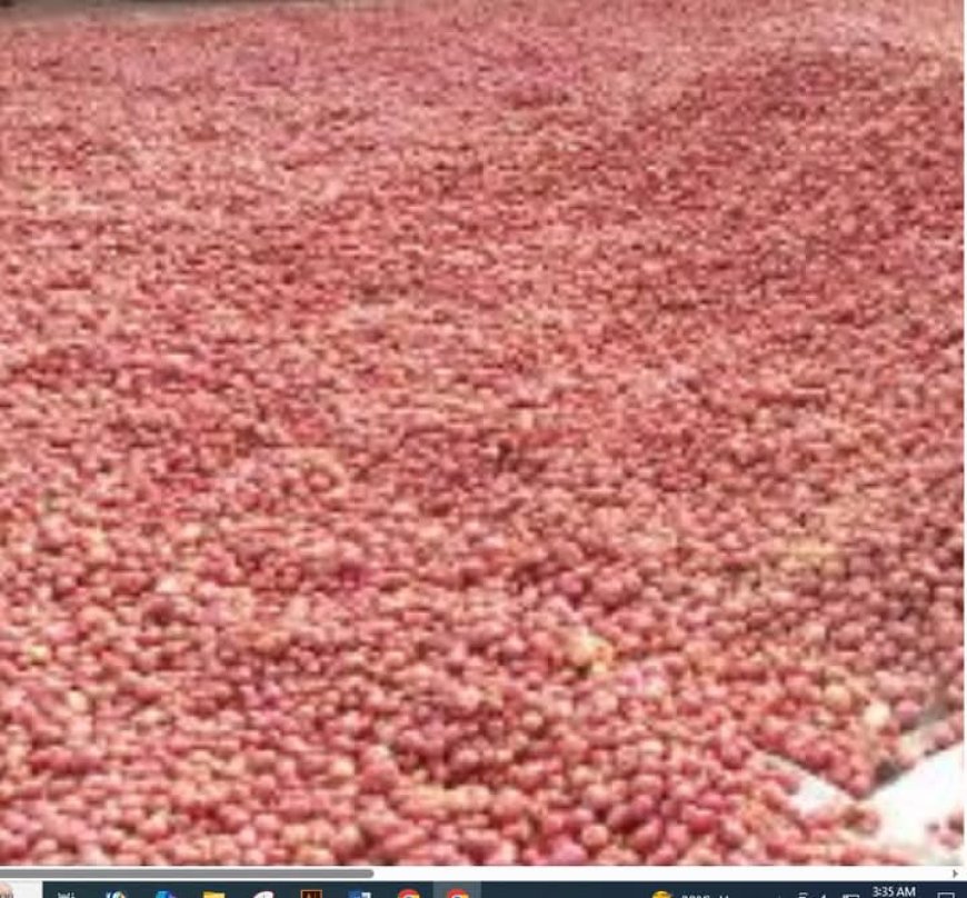 ঘোড়াঘাটে পানির দরে আলু  বিক্রি,পথে বসেছে আলু চাষীরা