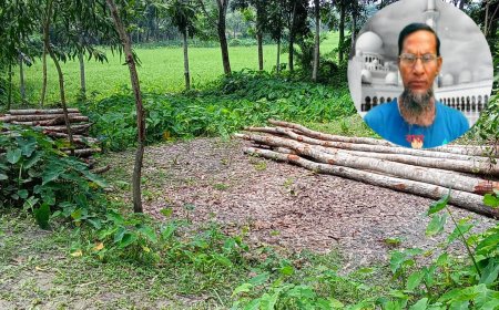 ‎বেতাগীতে সরকারি গাছ বিক্রির অভিযোগ সাবেক পোস্টমাস্টার নুরুল ইসলামের বিরুদ্ধে , বিক্রিত ১৪ টি গাছ জব্দ বন কর্মকর্তা ।